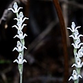 花格斑葉蘭 新竹 尖石後山(1).jpg
