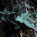 花格斑葉蘭 新竹 尖石後山(2).jpg