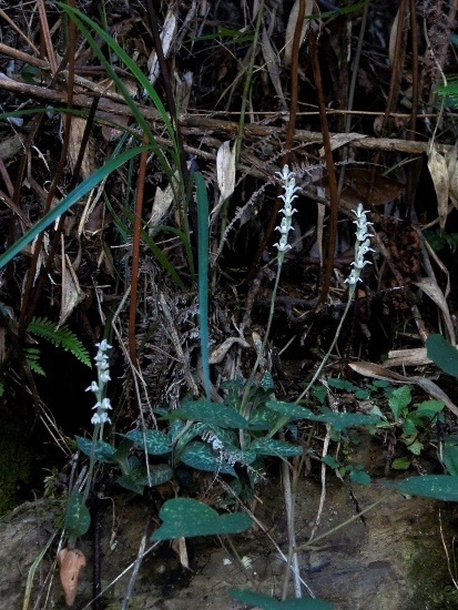 花格斑葉蘭 新竹 尖石後山.jpg