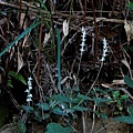 花格斑葉蘭 新竹 尖石後山.jpg