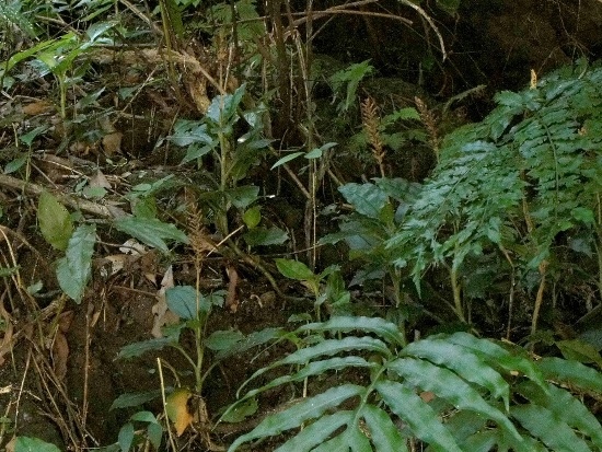 長苞斑葉蘭 三山國家風景區 獅頭山(2).jpg