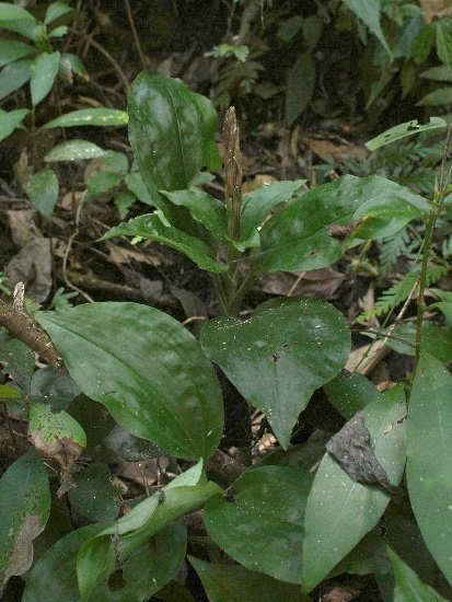 長苞斑葉蘭 三山國家風景區 獅頭山.jpg