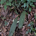 長葉杜鵑蘭 苗栗 大湖(1).jpg