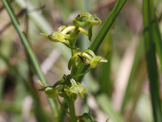 厚唇粉蝶蘭 太魯閣國家公園 合歡山(1).jpg