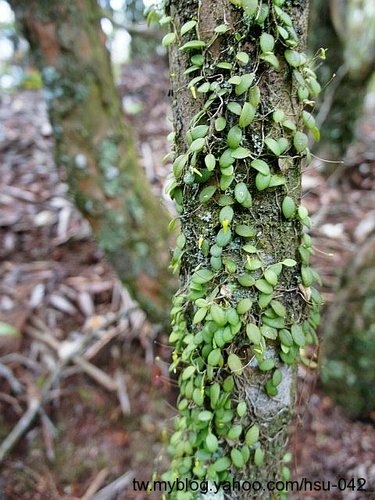 狹萼豆蘭 大雪山(1).jpg