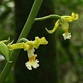 綠花肖頭蕊蘭 台北 汐止 五指山區.jpg