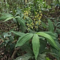 綠花肖頭蕊 台北 新店 獅仔頭山.jpg