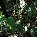 綠花肖頭蕊蘭 陽明山國家公園 七星山.jpg