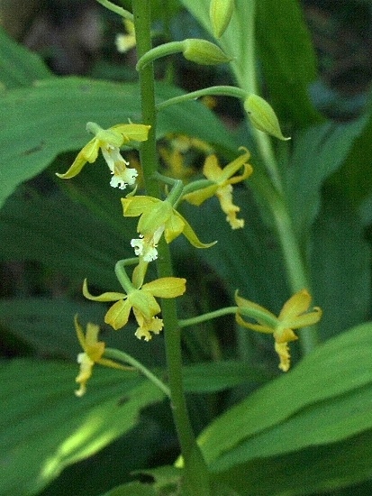 綠花肖頭蕊蘭 陽明山國家公園 菜公坑山.jpg