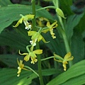 綠花肖頭蕊蘭 陽明山國家公園 菜公坑山.jpg