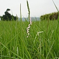 綬草 文化大學.jpg