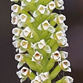 穗花斑葉蘭 新北 烏來(1).jpg