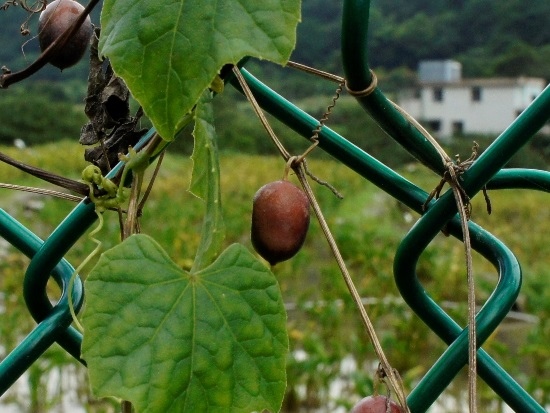 XX馬㼎兒 陽明山國家公園 竹子湖.jpg