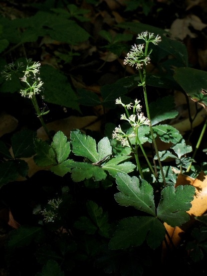 三葉山芹菜 陽明山國家公園 向天池.jpg