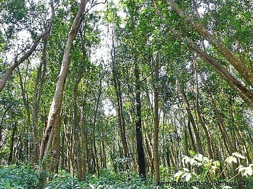 大頭茶純林 南澳 龜山.jpg