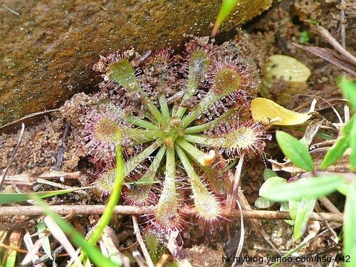 小毛氈苔 新竹 竹北.jpg