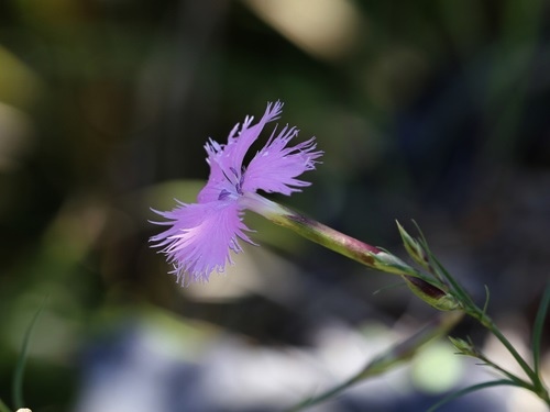 巴稜石竹 新竹 尖石後山 泰亞崗.jpg