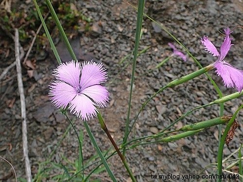 巴陵石竹 新竹 玉峰.jpg