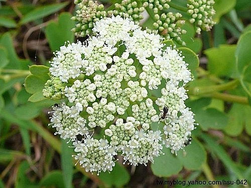 日本前胡 和平島.jpg