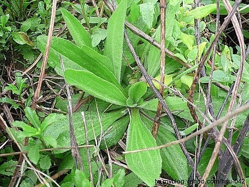 毛車前草 龍洞.jpg