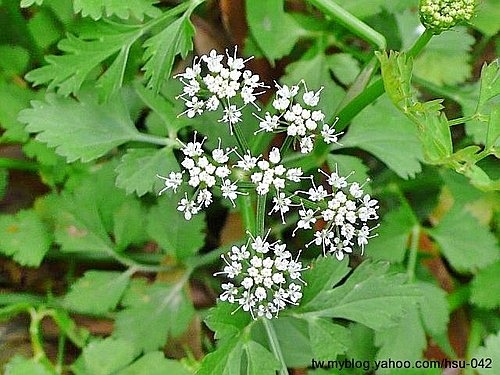 水芹菜 士林 平等里.jpg