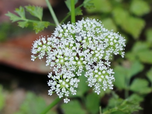 水芹菜 新北 烏來 哪哮.jpg