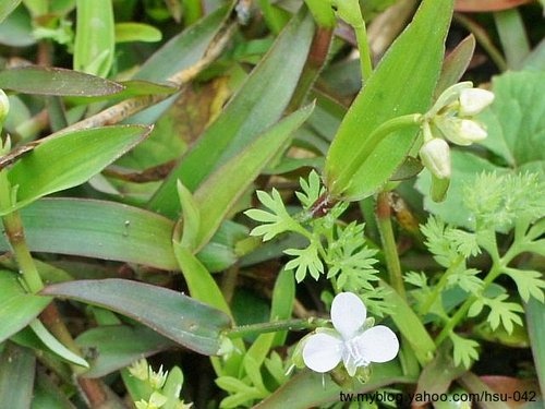 牛軛草 石碇.jpg