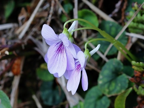 台灣菫菜 太平山.jpg