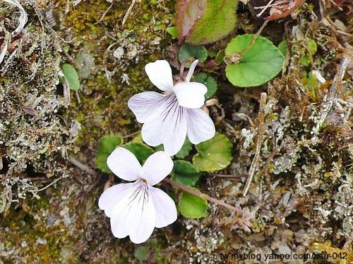 台灣菫菜 宜蘭 太平山.jpg