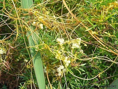 平原菟絲子 北海岸 老梅.jpg