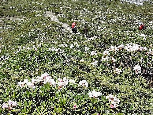 玉山杜鵑 雪山圈谷(1).jpg