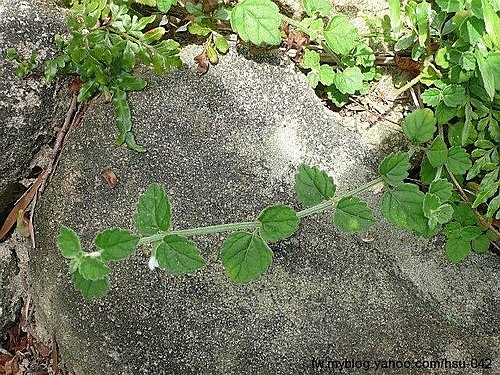 白花草 內湖.jpg