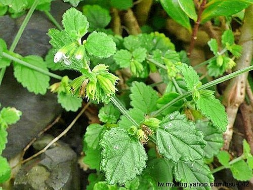 白花草 頭城.jpg