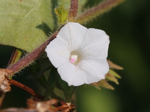 白花牽牛 苗栗 卓蘭.jpg