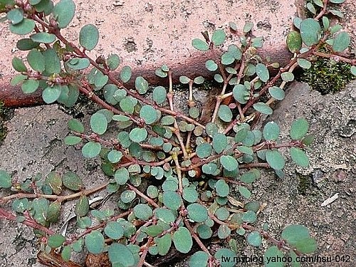 伏生大戟 台北 外雙溪.jpg