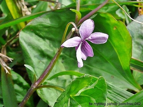 如意草(匍菫菜) 淡水.jpg