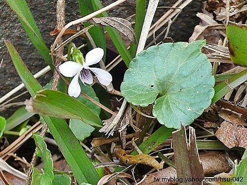 如意草(匍蓳菜) 七星山.jpg