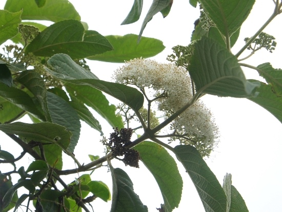 杜虹花 台北 北投 十八份.jpg