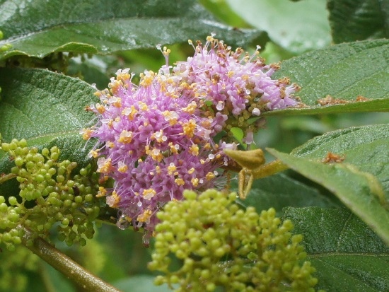 杜虹花 東北角海岸 龍洞岬.jpg