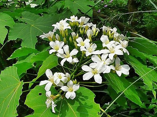 油桐花.jpg