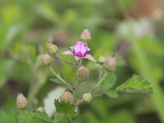 紅梅消 苗栗 通霄.jpg