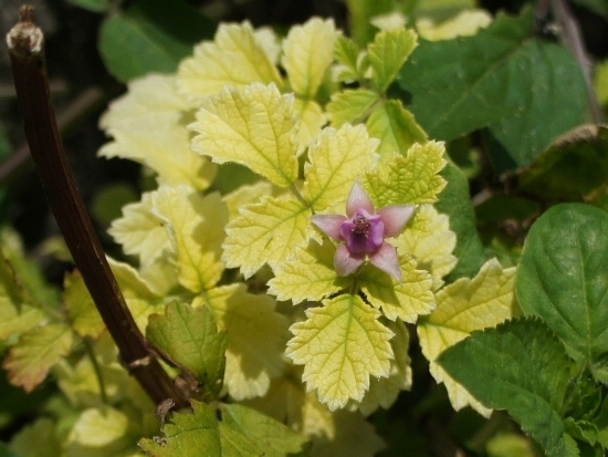 紅梅消 苗栗 卓蘭.jpg