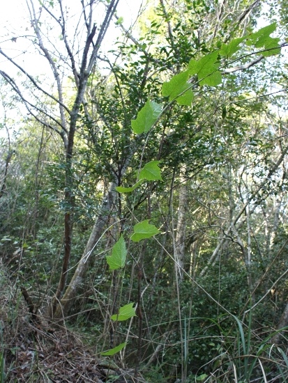 高粱泡 新竹 尖石 李崠山.jpg