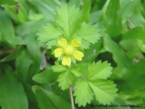 蛇莓 台北市區.jpg