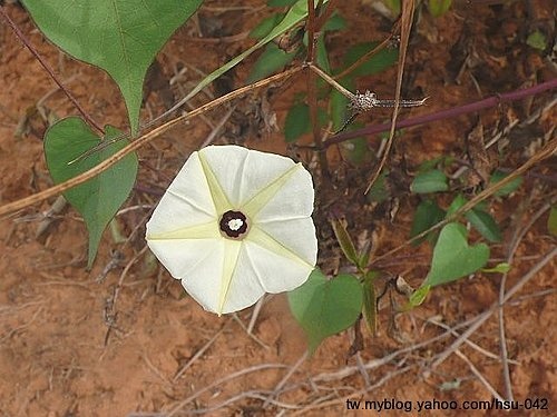 野牽牛(姬牽牛) 龍井.jpg