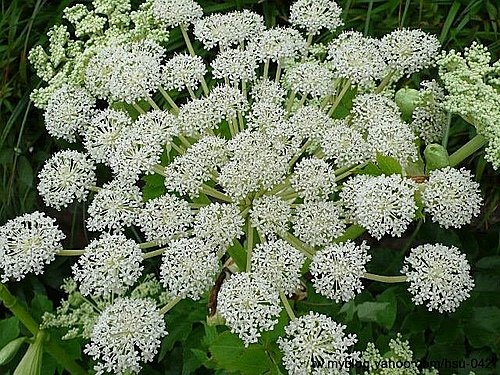 野當歸 大屯山.jpg