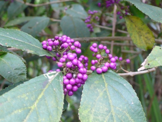 紫珠 台北 汐止 五指山.jpg