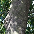 九丁榕 台北 木柵(1).jpg