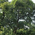 九丁榕 台北 木柵(4).jpg