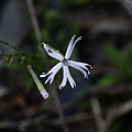 二裂蠅子草 新竹 尖石後山.jpg